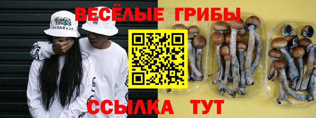 Псилоцибиновые грибы Psilocybe Великие Луки